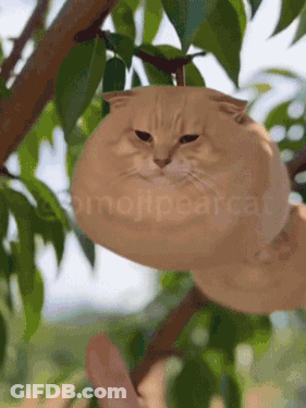 Pear-Shaped Cat Hanging From Tree GIF