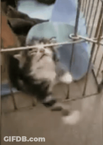Pear With Face GIF