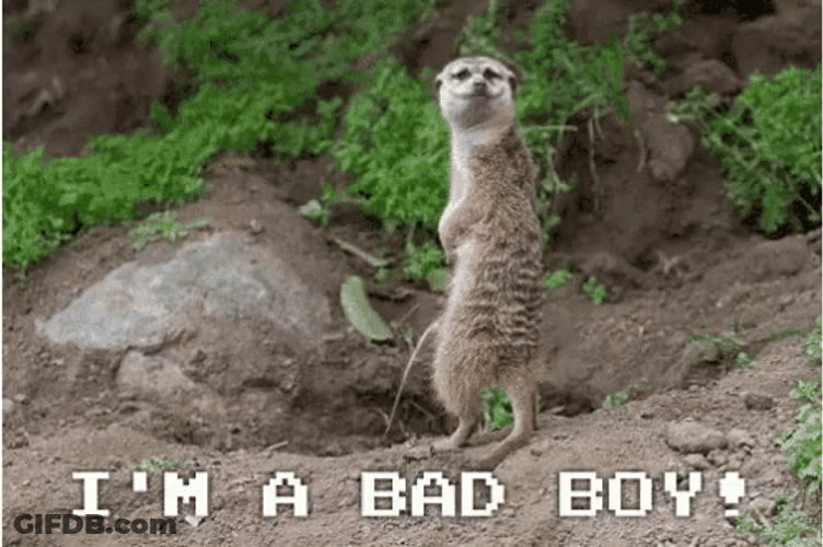 Pee I'm A Bad Meerkat GIF