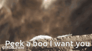 Peek A Boo I Want You GIF