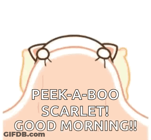 Peek-A-Boo Scarlet Cat Good Morning GIF