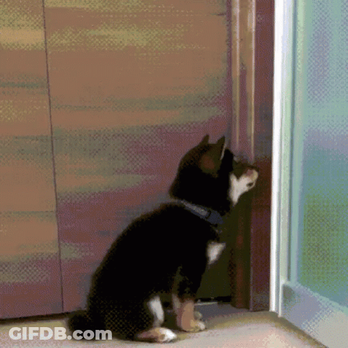 Peekaboo Funny Dog Meme GIF