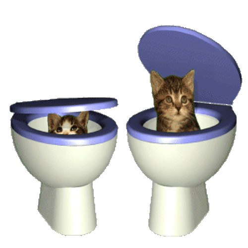 Peekaboo Kitty In Toilet Bowl GIF