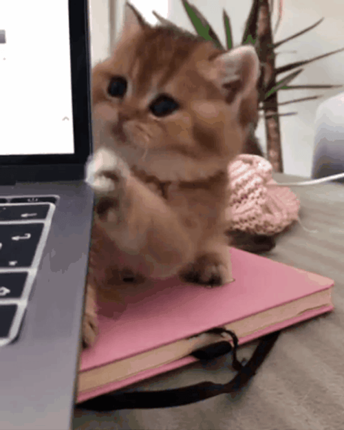 Peeking Cat Whatcha Doin GIF
