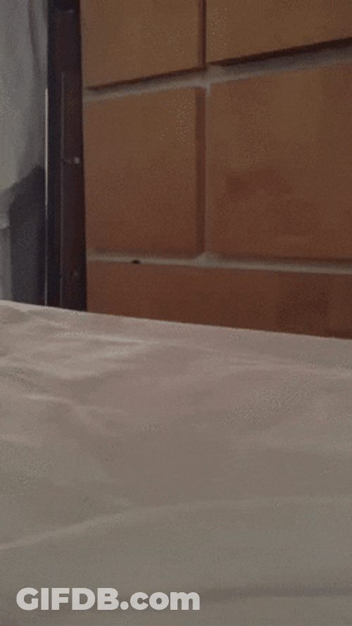 Peeking Hiding Cat GIF