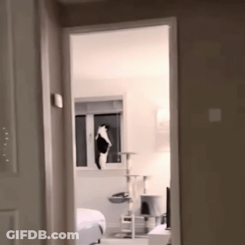 Peeking Huh Cat Meme WIndow GIF