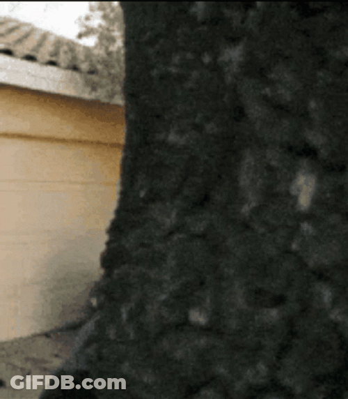Peeping Tom Peeking Behind Tree GIF