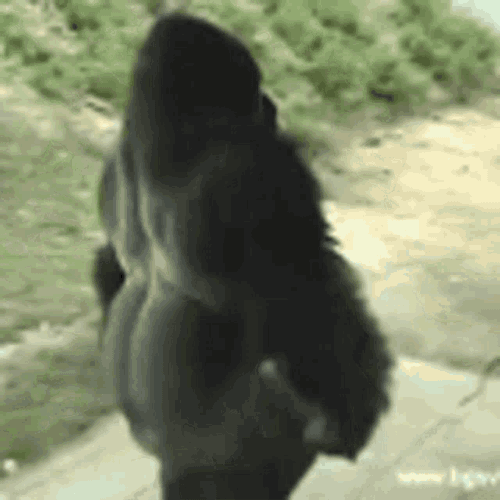 Peepo Leave Gorilla GIF