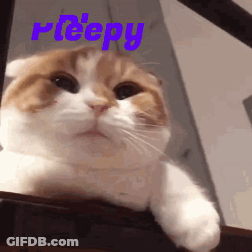 Peepy Cat GIF