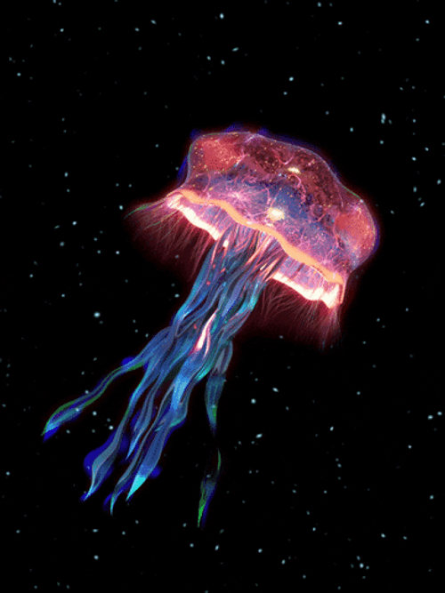 Pelagia Noctiluca Jellyfish GIF