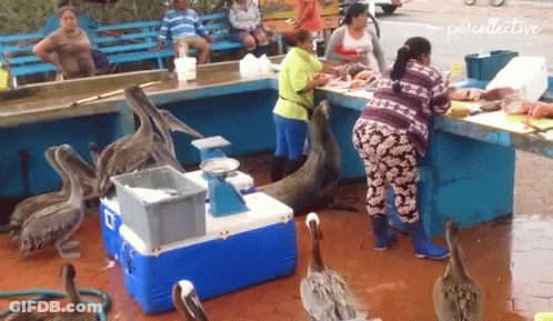 Pelicans Are Gathered Around A Woman At A Fish Market With The Word Pet Collective In The Corner GIF
