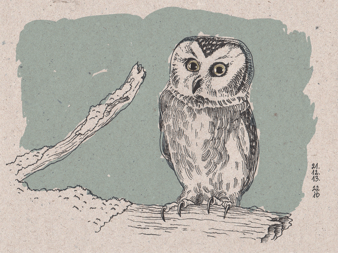 Pencil Drawing Of An Owl GIF
