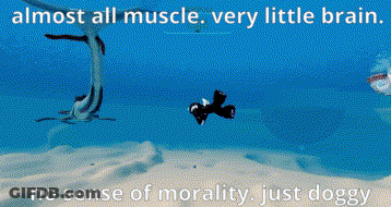 Penguin And Fish With Almost All Muscle Very Little Brain GIF
