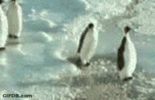 Penguin Bully GIF