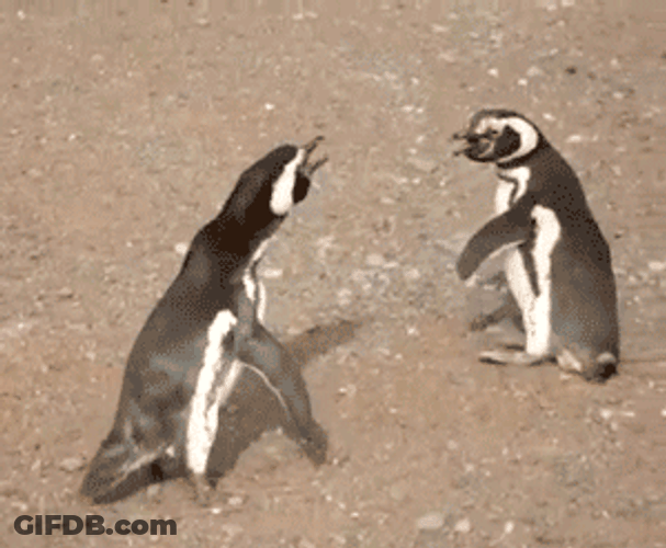 Penguin Come At Me Bro GIF