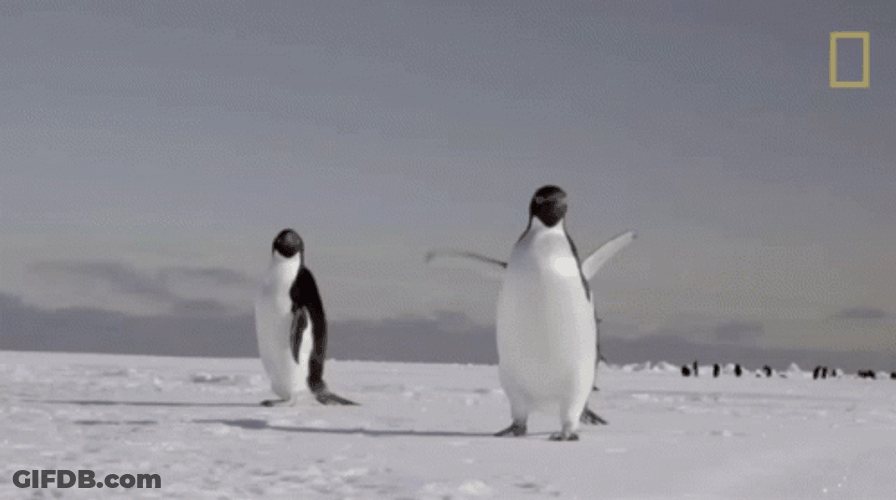Penguin Freeze To Death GIF