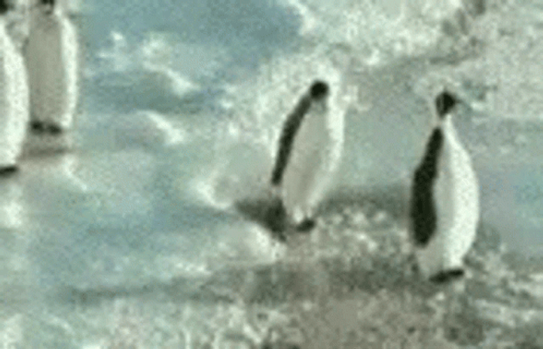 Penguin Hit Head Bitch Slap GIF
