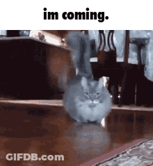 Penguin Holding I Miss U My Love GIF