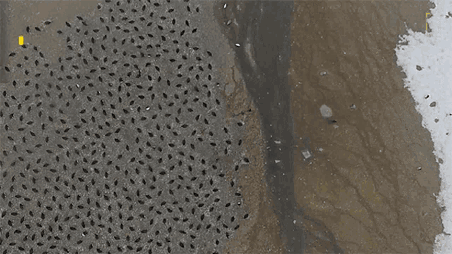 Penguin Mega Colony National Geographic GIF