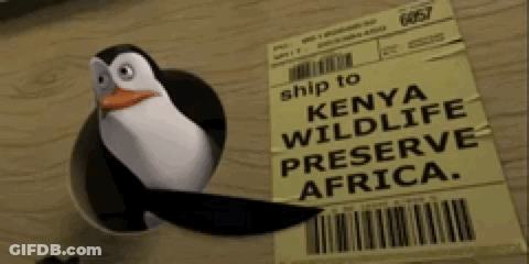 Penguin Next To Ship To Kenya Wildlife Preserve GIF