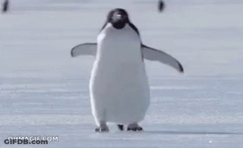 Penguin On Snow Covered Surface GIF