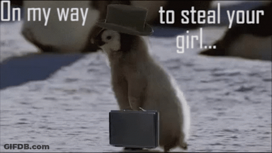 Penguin On The Way To Steal Yo Girl GIF