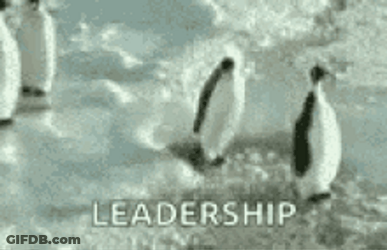 Penguin Shows Leadership By Slapping Passerby GIF