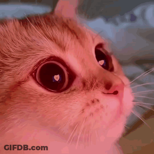Penguin Sitting On Heart Saying I Miss You GIF