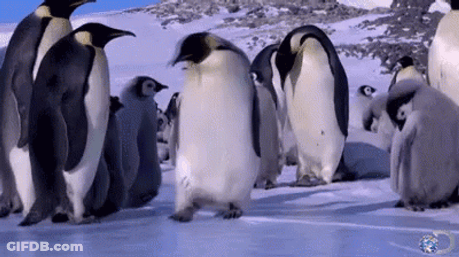Penguin Slipping On Ice GIF