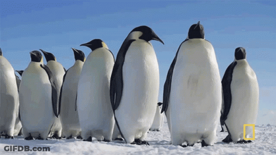 Penguin So No Head GIF