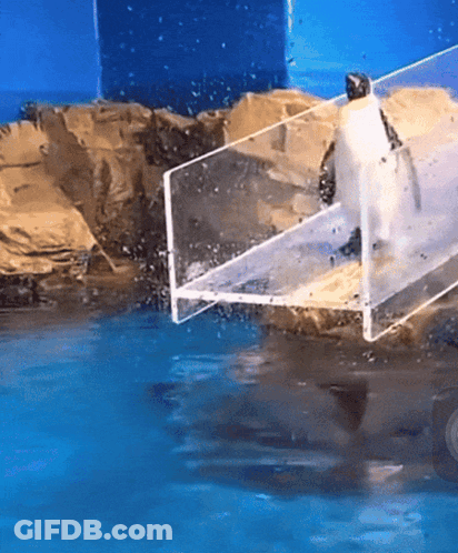 Penguin Standing On Clear Platform GIF