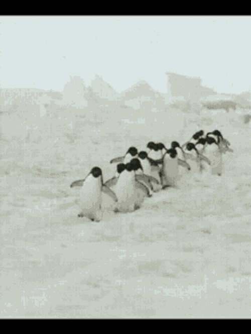 Penguin Waddle Walking GIF