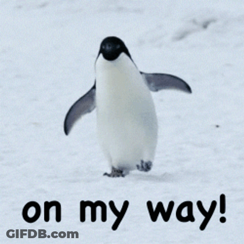 Penguin Waddles On My Way GIF
