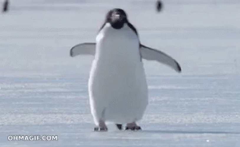 Penguin Waddles Slipping Ice GIF