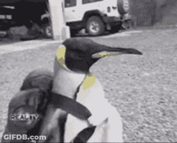 Penguin Walking On The Road GIF