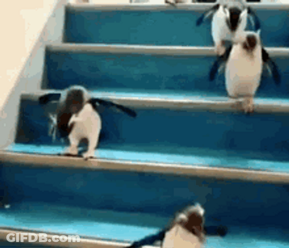 Penguins Going Down The Stairs GIF