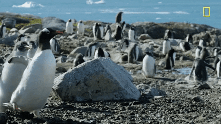 Penguins NatGeo Cute Waddles GIF