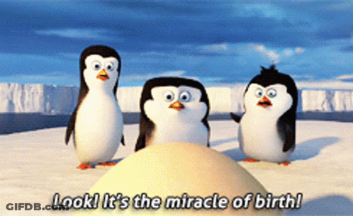Penguins Next To Egg Saying Miracle Of Birth GIF