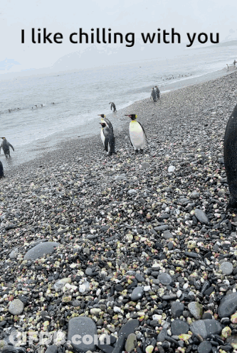 Penguins On A Rocky Beach With The Words I Like Chilling With You Below Them GIF