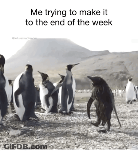 Penguins On Rocky Beach Trying To Make It To End Of Week GIF