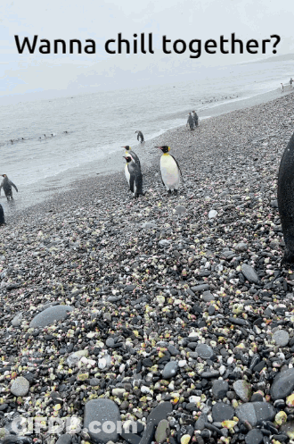 Penguins Standing On A Rocky Beach With The Words Wanna Chill Together GIF