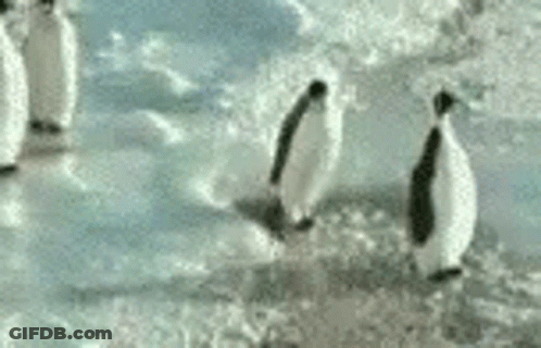 Penguins Standing On Snow GIF