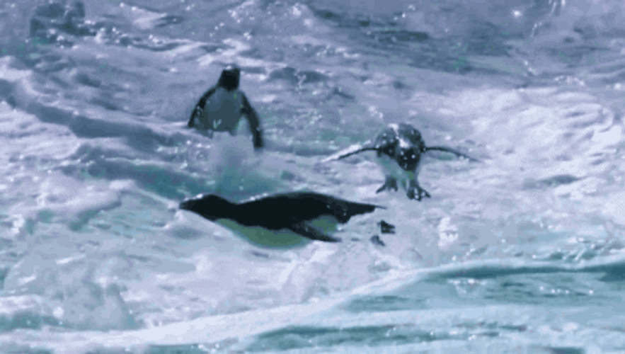 Penguins Swimming And Diving GIF