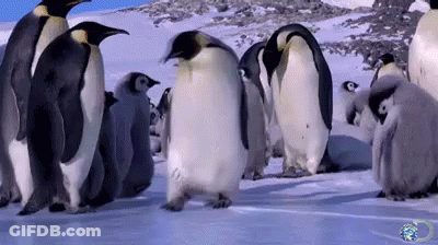 Penguins Walking In Snow GIF