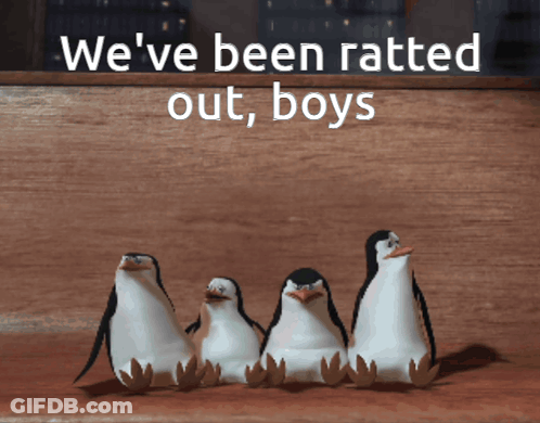 Penguins We've Been Ratted Out Boys GIF