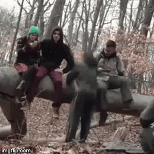 People Falling Massive Forrest Log GIF