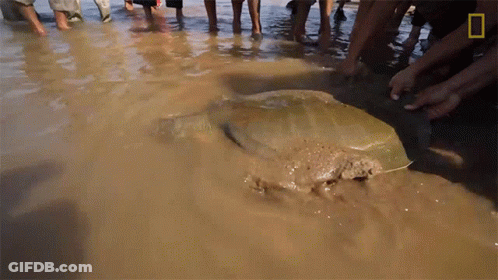 People In Water Watching Large Stingray GIF