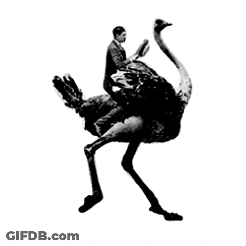 People Ride With Ostrich Long Time Ago GIF