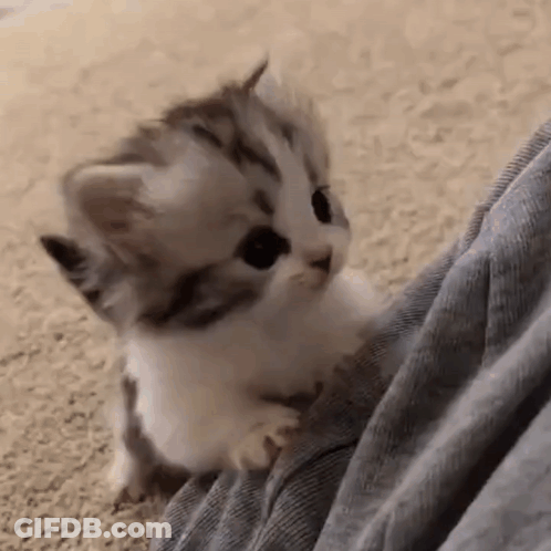 People Standing In Room With Hot Damn GIF