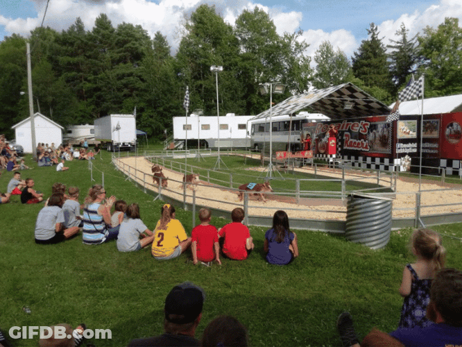 People Watching Pig Racing GIF